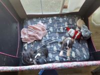 Boston Terrier Puppies for sale in Sulphur, IN 47174, USA. price: $500