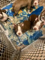 Boston Terrier Puppies for sale in Canton, OH, USA. price: $650