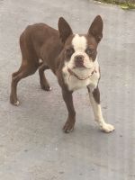 Boston Terrier Puppies for sale in Windsor Mill, Milford Mill, MD 21244, USA. price: $250