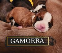 Boston Terrier Puppies for sale in Rochester, MN, USA. price: NA