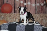 Boston Terrier Puppies for sale in 2234 Water View Rd, Water View, VA 23180, USA. price: $1,000