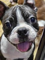 Boston Terrier Puppies for sale in Waterloo, IL 62298, USA. price: $850
