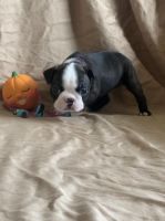 Boston Terrier Puppies for sale in Corry, PA 16407, USA. price: $1,000