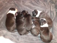 Boston Terrier Puppies for sale in Lorain, OH 44055, USA. price: $550