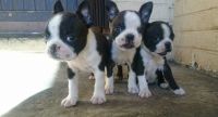 Boston Terrier Puppies for sale in Louisville, KY 40259, USA. price: $300