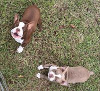 Boston Terrier Puppies for sale in Ellijay, GA 30540, USA. price: $650