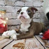 Boston Terrier Puppies for sale in Detroit, MI, USA. price: $450