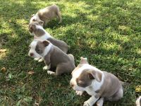 Boston Terrier Puppies for sale in Toccoa, GA, USA. price: $600