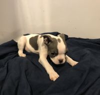 Boston Terrier Puppies for sale in Cave City, KY 42127, USA. price: $400