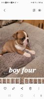 Boston Terrier Puppies for sale in Walhalla, SC, USA. price: $1,800