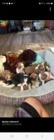 Boston Terrier Puppies for sale in Enoree, SC 29335, USA. price: $150,000