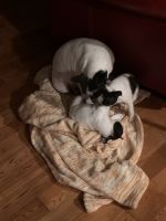 Boston Terrier Puppies for sale in 1925 Hoyt Scott Rd, Bear Creek, NC 27207, USA. price: $750