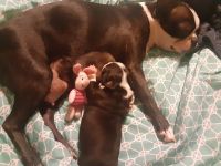 Boston Terrier Puppies for sale in Seagrove, NC, USA. price: $650