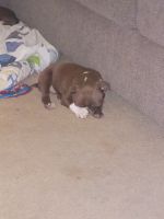 Boston Terrier Puppies for sale in Pahrump, NV 89048, USA. price: $800