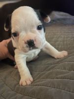 Boston Terrier Puppies for sale in Arvada, CO, USA. price: $1,100