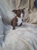 Boston Terrier Puppies for sale in Pittsburgh, PA, USA. price: $800