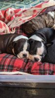 Boston Terrier Puppies for sale in Carrollton, GA, USA. price: $550