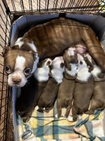 Boston Terrier Puppies for sale in Milford, TX 76670, USA. price: $1,000