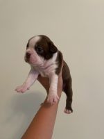 Boston Terrier Puppies for sale in McGuire AFB, NJ, USA. price: $1,250