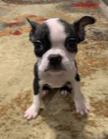 Boston Terrier Puppies for sale in Loveland, CO, USA. price: $800