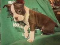 Boston Terrier Puppies for sale in Grover Hill, OH 45849, USA. price: $700