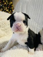 Boston Terrier Puppies for sale in Lexington, VA 24450, USA. price: $1,300