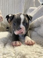 Boston Terrier Puppies for sale in Lexington, VA 24450, USA. price: $1,500