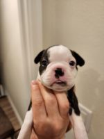 Boston Terrier Puppies for sale in DeLand, FL, USA. price: $900