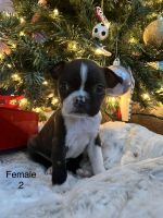 Boston Terrier Puppies for sale in Royse City, TX, USA. price: $1,200
