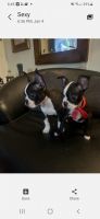 Boston Terrier Puppies for sale in Seagrove, NC, USA. price: $500