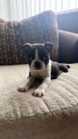 Boston Terrier Puppies for sale in Somerville, New Jersey. price: $1,000