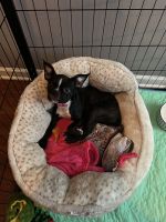 Boston Terrier Puppies for sale in Shelby Township, Michigan. price: $2,500