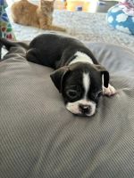 Boston Terrier Puppies for sale in Johnson City, Tennessee. price: $1,000