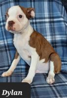 Boston Terrier Puppies for sale in Albany, Ohio. price: $600