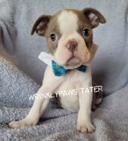 Boston Terrier Puppies for sale in Findlay, Ohio. price: $2,000