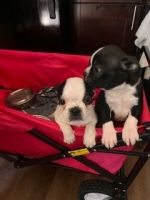 Boston Terrier Puppies for sale in San Diego, California. price: $900