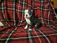 Boston Terrier Puppies for sale in Bartow, FL, USA. price: $750