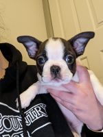 Boston Terrier Puppies for sale in Bartlesville, Oklahoma. price: $850