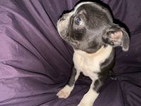 Boston Terrier Puppies for sale in Robins Afb, Georgia. price: $500
