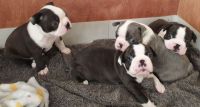 Boston Terrier Puppies for sale in Abington, Pennsylvania. price: $800