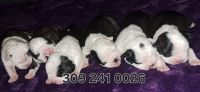 Boston Terrier Puppies for sale in Peoria, Illinois. price: $1,200
