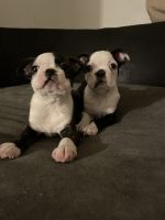 Boston Terrier Puppies for sale in Abilene, TX, USA. price: $1,200