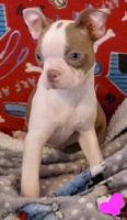 Boston Terrier Puppies for sale in Breaux Bridge, LA 70517, USA. price: $500