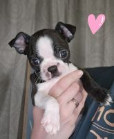 Boston Terrier Puppies for sale in Mineral Wells, WV 26150, USA. price: $900