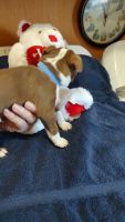Boston Terrier Puppies for sale in Johnson City, TN, USA. price: $1,200