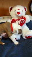 Boston Terrier Puppies for sale in Johnson City, TN, USA. price: $1,100