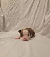 Boston Terrier Puppies for sale in Long Beach, California. price: NA