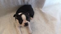 Boston Terrier Puppies for sale in Dadeville, Alabama. price: $850