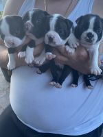 Boston Terrier Puppies for sale in La Belle, Florida. price: $1,200