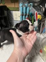 Boston Terrier Puppies for sale in Keysville, Georgia. price: $800